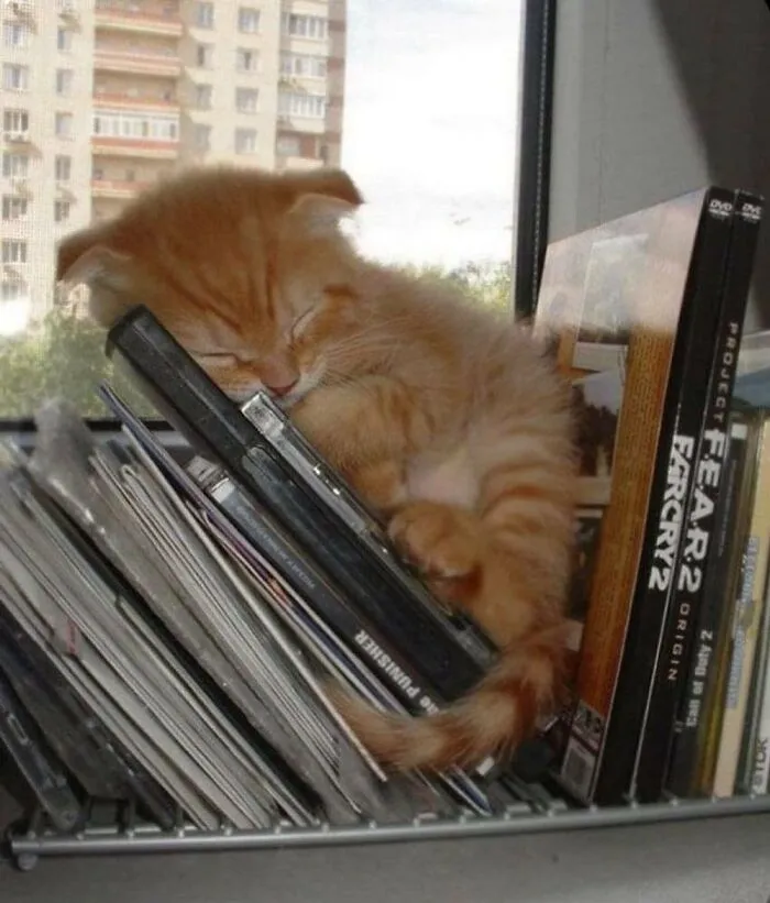 60 Of The Sweetest Tiny Animals Shared By The ‘Smol Posts’ Page