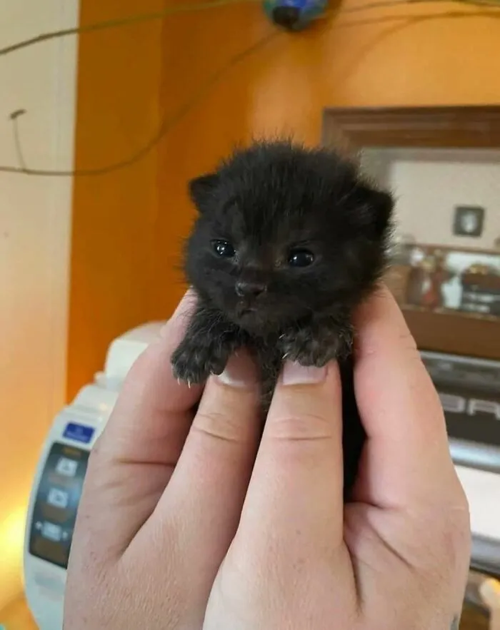 50 Hilarious And Adorable Cat Photos That Perfectly Capture Everyday Chaos, Shared By This Community (New Pics)