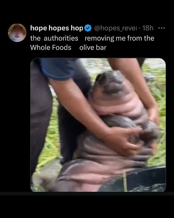 Person holding a large wrinkled seal, a wild post that might make you think wait what with unusual humor.