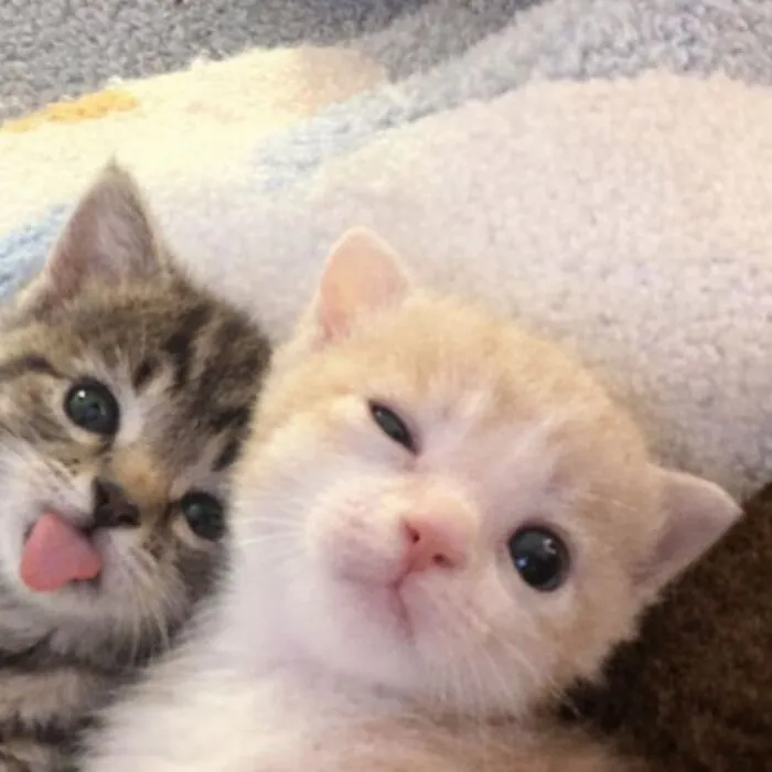 This Community Shared 80 Hilarious Cat Moments That Perfectly Capture Their Weirdness