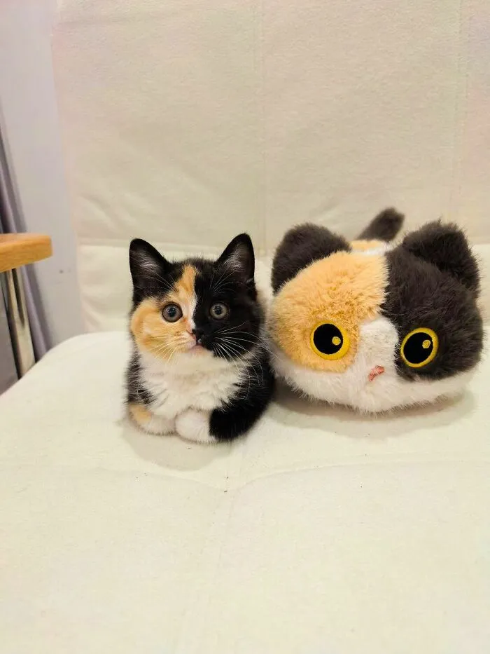 50 Hilarious And Adorable Cat Photos That Perfectly Capture Everyday Chaos, Shared By This Community (New Pics)