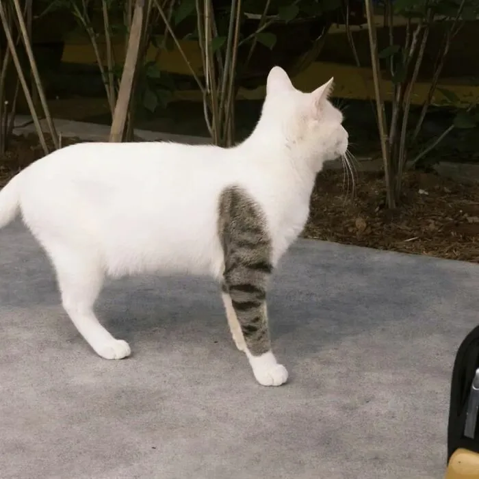 50 Hilarious And Adorable Cat Photos That Perfectly Capture Everyday Chaos, Shared By This Community (New Pics)