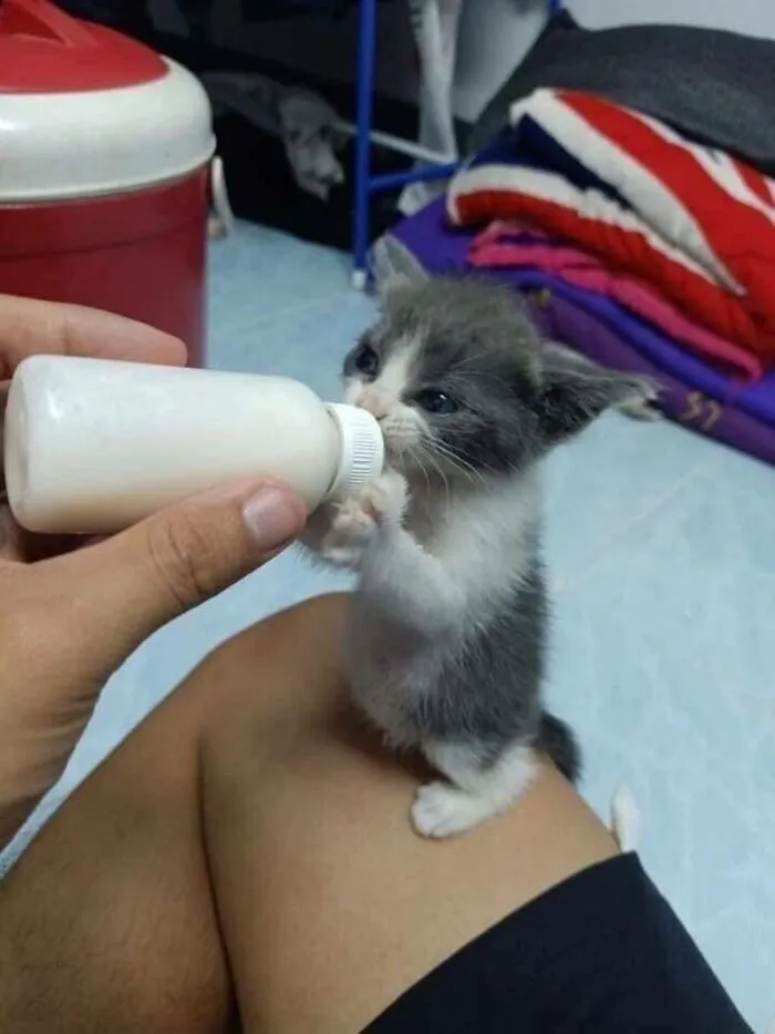 An adorable kitten is being bottle-fed, showcasing a heartwarming moment of cat everyday chaos.