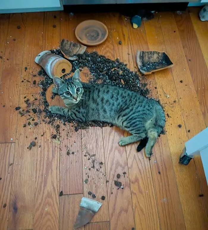 A tabby cat lies amidst spilled soil and broken terracotta pots, perfectly capturing cat everyday chaos.
