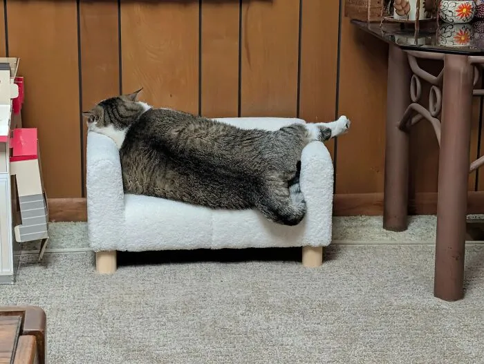 50 Hilarious And Adorable Cat Photos That Perfectly Capture Everyday Chaos, Shared By This Community (New Pics)