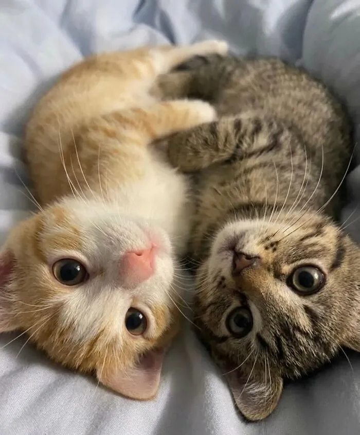 This Community Shared 80 Hilarious Cat Moments That Perfectly Capture Their Weirdness