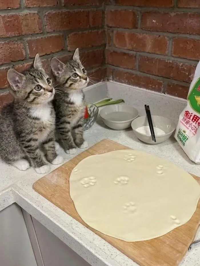 This Community Shared 80 Hilarious Cat Moments That Perfectly Capture Their Weirdness
