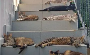 50 Hilarious And Adorable Cat Photos That Perfectly Capture Everyday Chaos, Shared By This Community (New Pics)