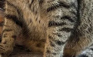 This Community Shared 80 Hilarious Cat Moments That Perfectly Capture Their Weirdness
