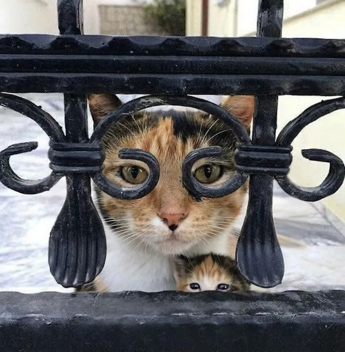 This Community Shared 80 Hilarious Cat Moments That Perfectly Capture Their Weirdness
