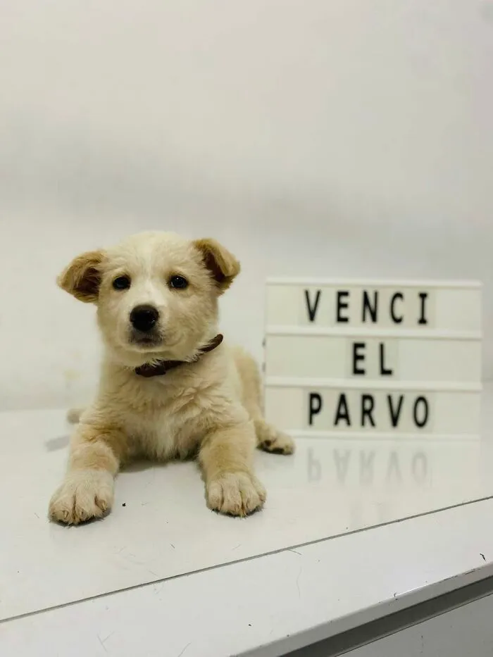 50 Pics Of Puppies Who Overcame A Life-Threatening Case Of Parvovirus Shared By Delka Hospital Veterinario
