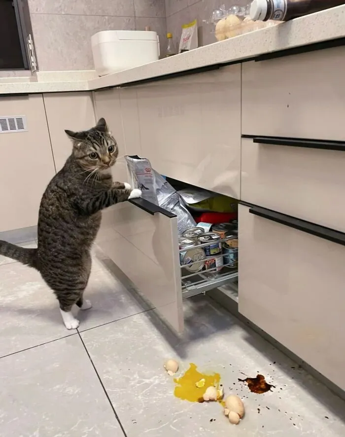 Adorable cat photo of a cat opening a cabinet, surrounded by spilled food, capturing everyday chaos.