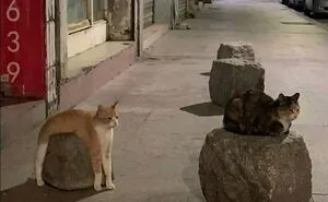This Community Shared 80 Hilarious Cat Moments That Perfectly Capture Their Weirdness
