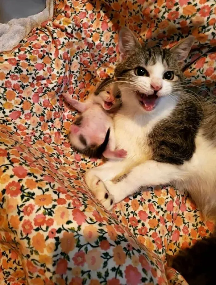 50 Hilarious And Adorable Cat Photos That Perfectly Capture Everyday Chaos, Shared By This Community (New Pics)