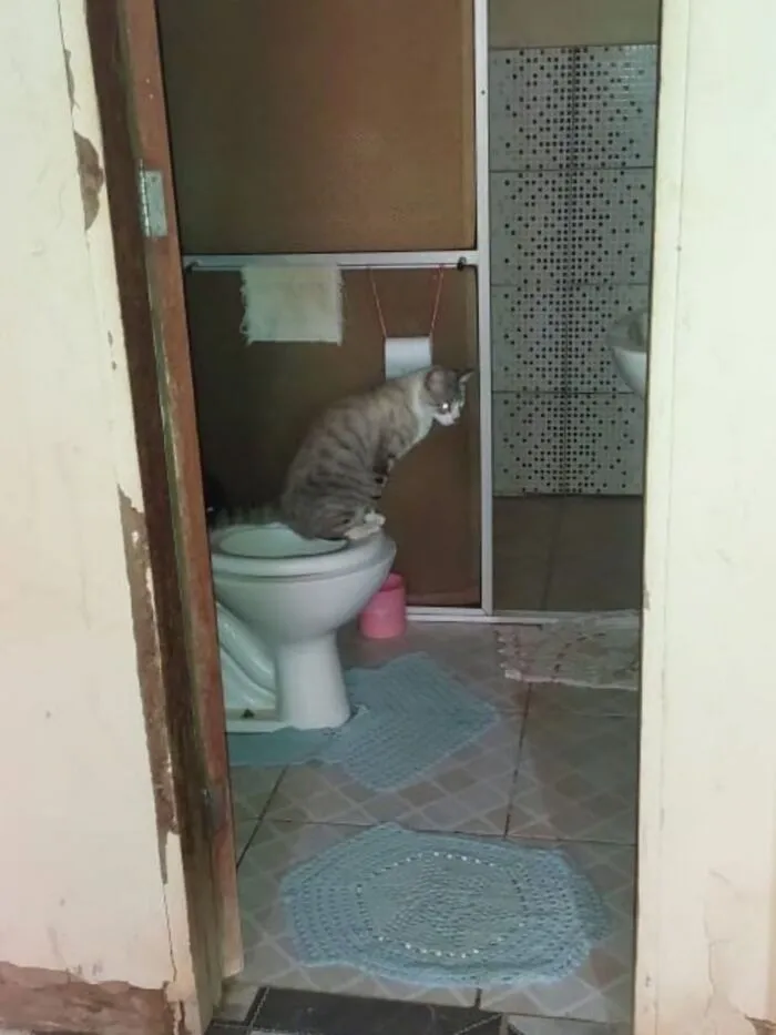 Hilarious cat photo of a cat on a toilet, perfectly capturing everyday chaos.