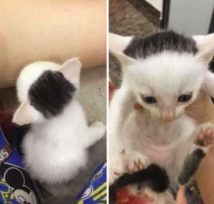 Adorable cat photos showing a tiny black and white kitten, capturing everyday chaos.
