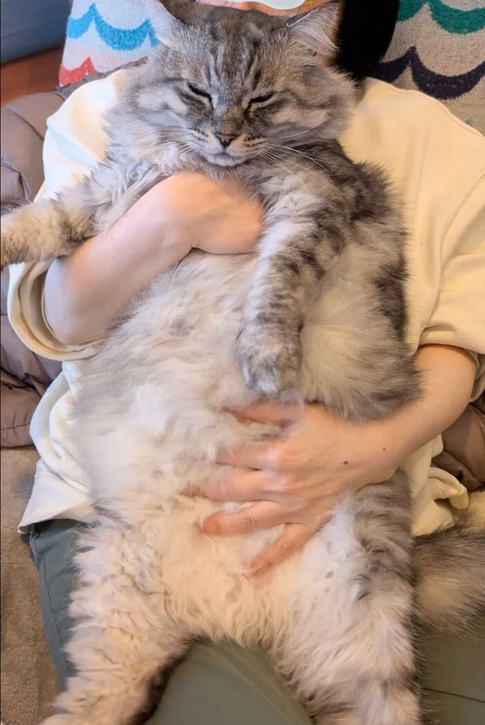 Hilarious cat photo of a fluffy cat being held, perfectly capturing everyday chaos.