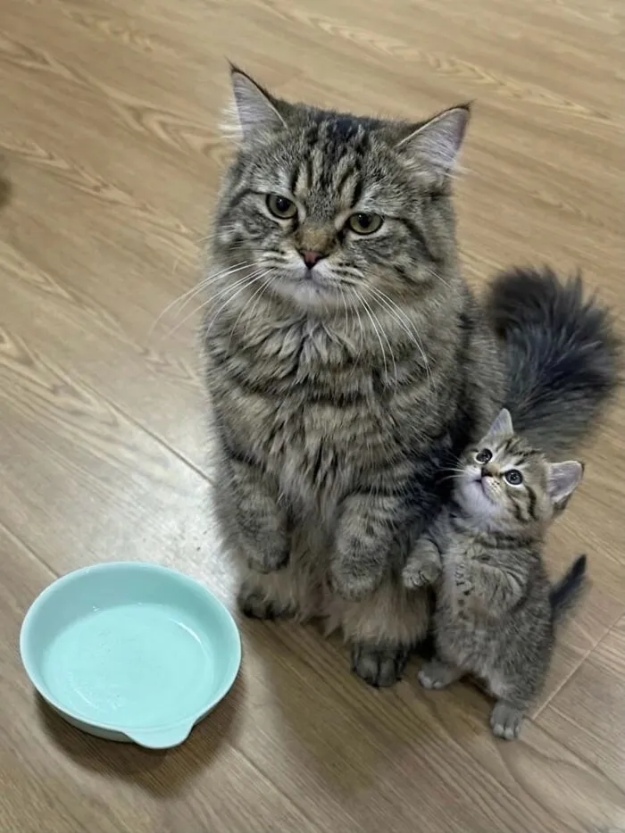 This Community Shared 80 Hilarious Cat Moments That Perfectly Capture Their Weirdness