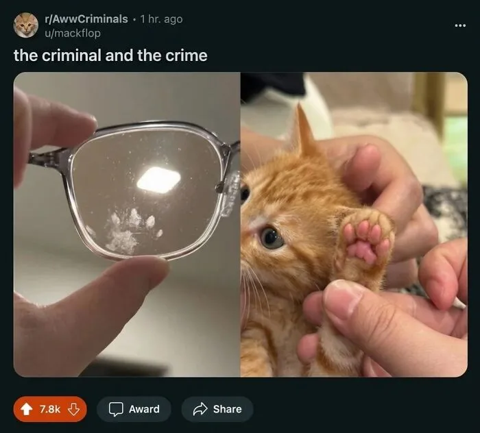 This Community Shared 80 Hilarious Cat Moments That Perfectly Capture Their Weirdness