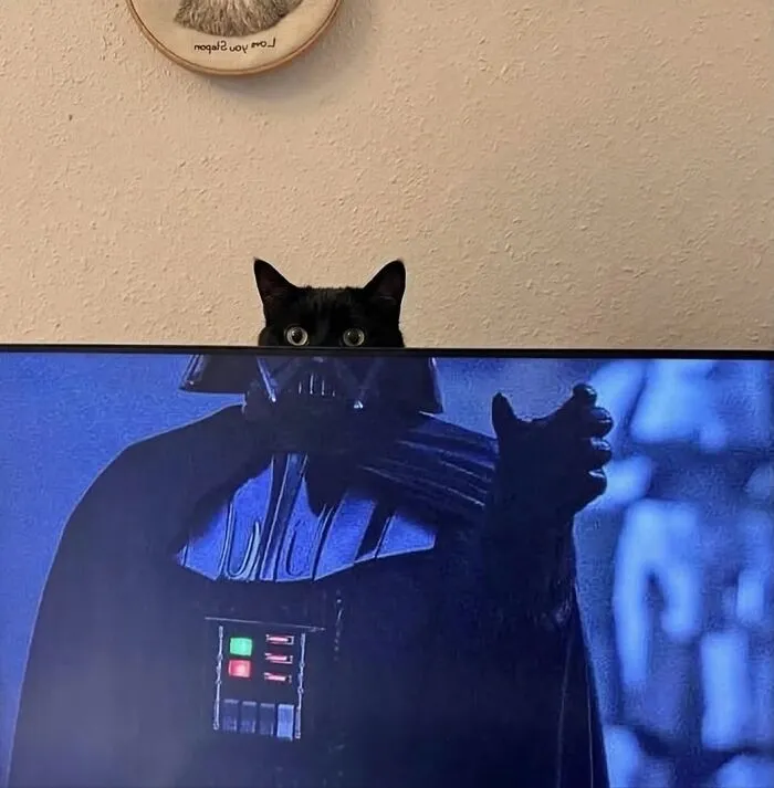 This Community Shared 80 Hilarious Cat Moments That Perfectly Capture Their Weirdness