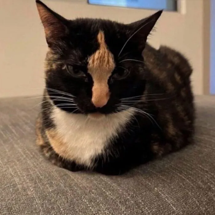 50 Hilarious And Adorable Cat Photos That Perfectly Capture Everyday Chaos, Shared By This Community (New Pics)