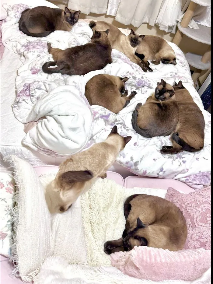 Numerous brown and cream colored cats are sprawled across a bed and couch, showcasing adorable cat photos.