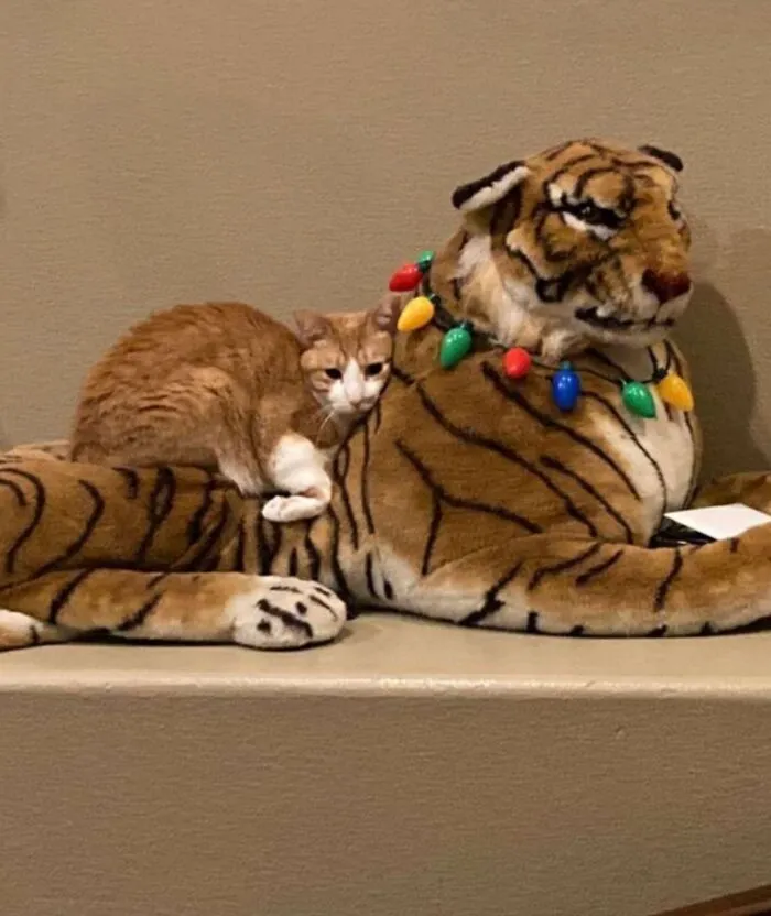 Adorable cat photo of an orange cat napping on a large tiger plush toy decorated with Christmas lights, showing everyday chaos.