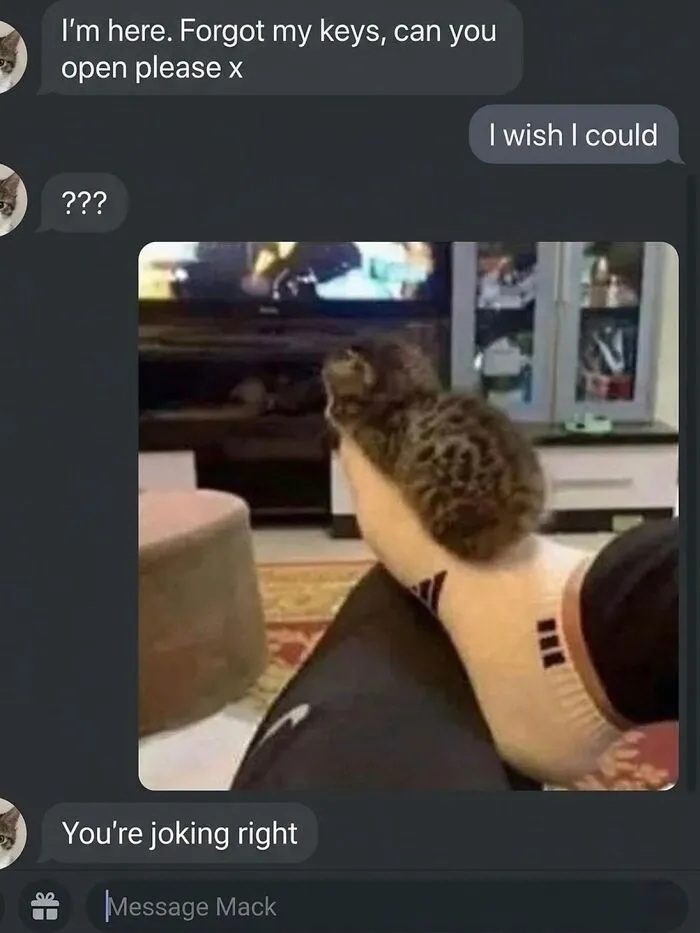 This Community Shared 80 Hilarious Cat Moments That Perfectly Capture Their Weirdness