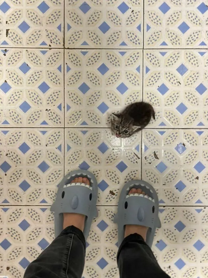 Hilarious cat photo with a small kitten looking up at shark slippers, capturing everyday chaos.