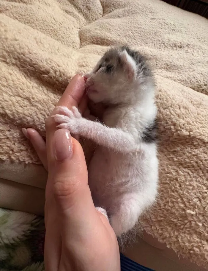 A tiny, adorable cat kitten gently grasps a human finger, a sweet moment in cat photos.