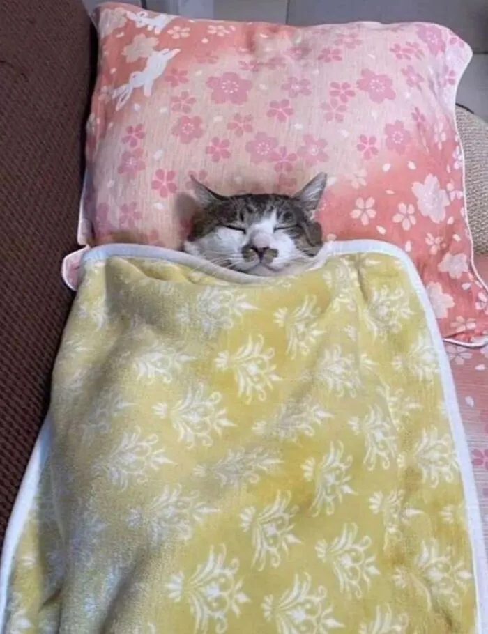 Adorable cat photo of a cat tucked snugly under a yellow blanket with only its head showing, capturing everyday chaos.