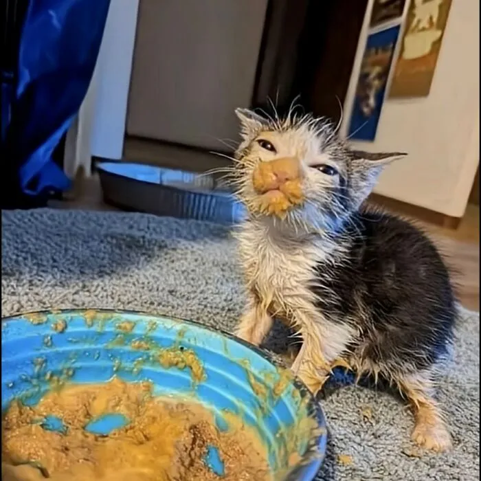 A small, wet kitten with food on its face stands by a blue bowl, capturing everyday cat chaos.