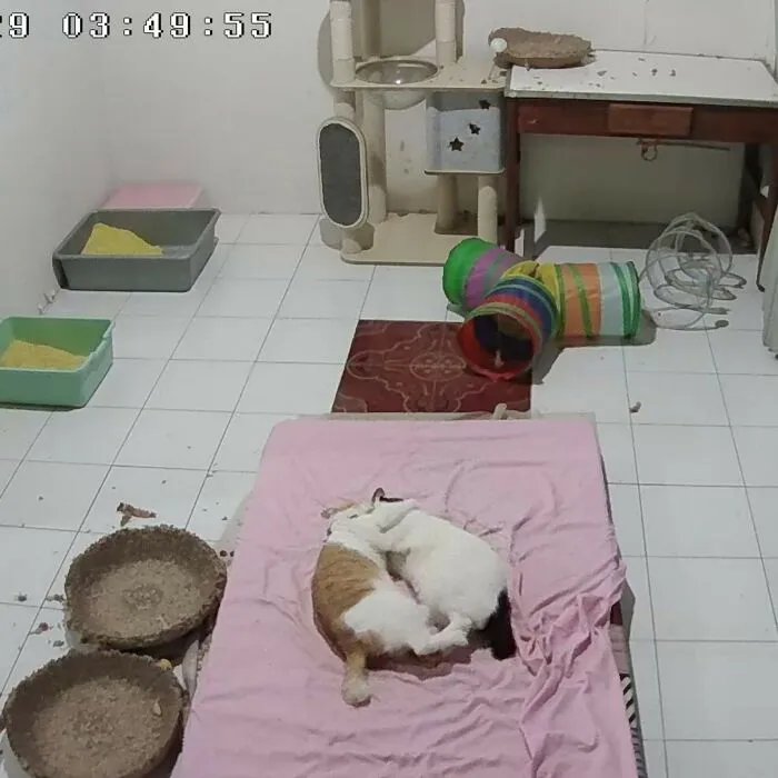 Two adorable cats cuddle on a pink bed in a room with cat trees and litter boxes, showing cat photos.