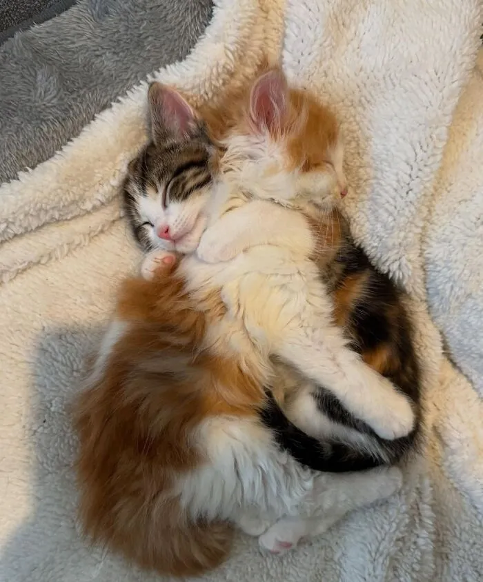 50 Hilarious And Adorable Cat Photos That Perfectly Capture Everyday Chaos, Shared By This Community (New Pics)