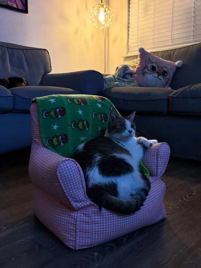 Hilarious cat photo of a fluffy cat relaxing in a small pink armchair, capturing everyday chaos.