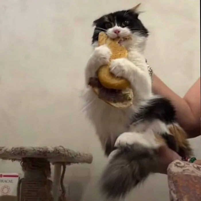 An adorable cat photo of a calico cat being held while enthusiastically eating a sandwich, capturing everyday chaos.