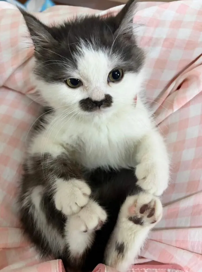 50 Hilarious And Adorable Cat Photos That Perfectly Capture Everyday Chaos, Shared By This Community (New Pics)