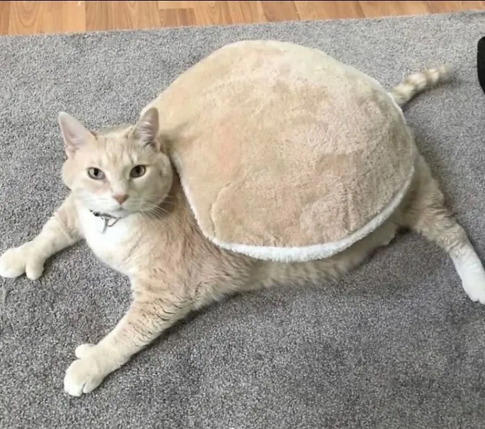 An adorable cat photo featuring a light-colored cat wearing a pancake-shaped costume, capturing everyday chaos.