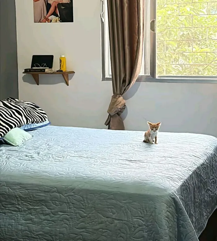 An adorable cat photo showing a tiny kitten sitting on a large blue bed in a bright room, capturing everyday chaos.