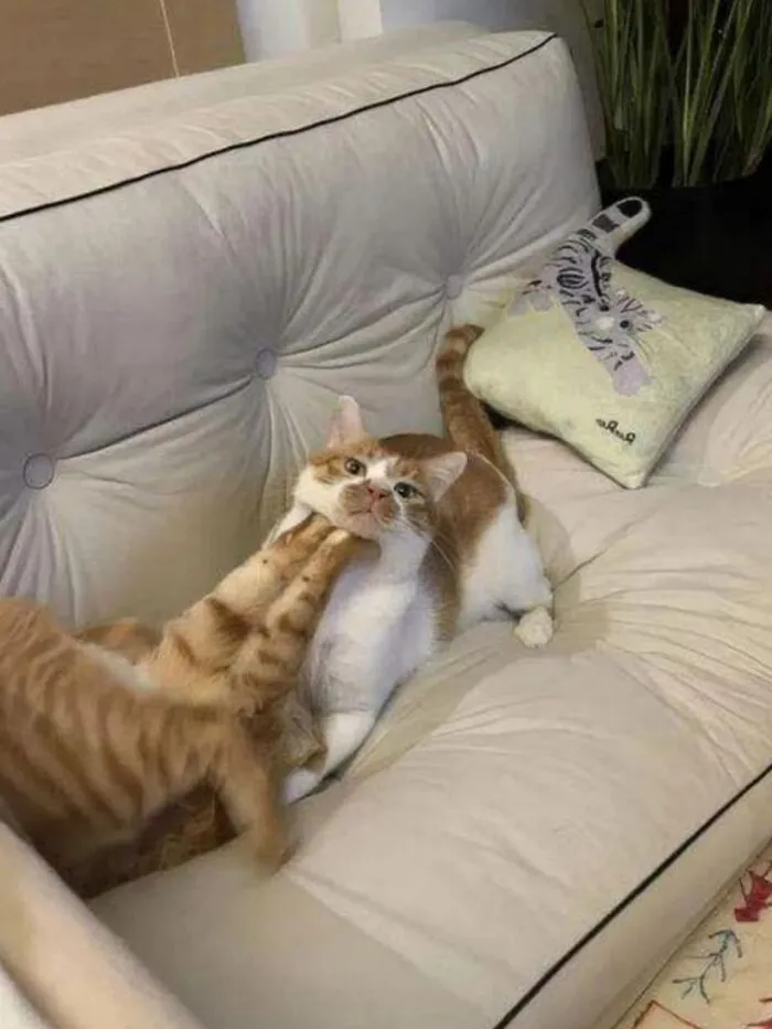 A pair of adorable cat photos, one orange, one white, playfully wrestling on a white couch, capturing everyday chaos.
