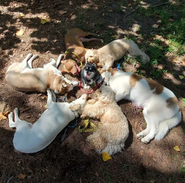 This Dog Daycare Has Mastered Getting Dozens Of Dogs To Pose Together, And Here Are 31 Of Their New Group Photos