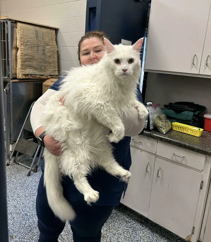This Giant Maine Coon I Got To Hold At Work Today. He Is Super Sweet! The Best Boy! I Have Permission From His Owner To Share
