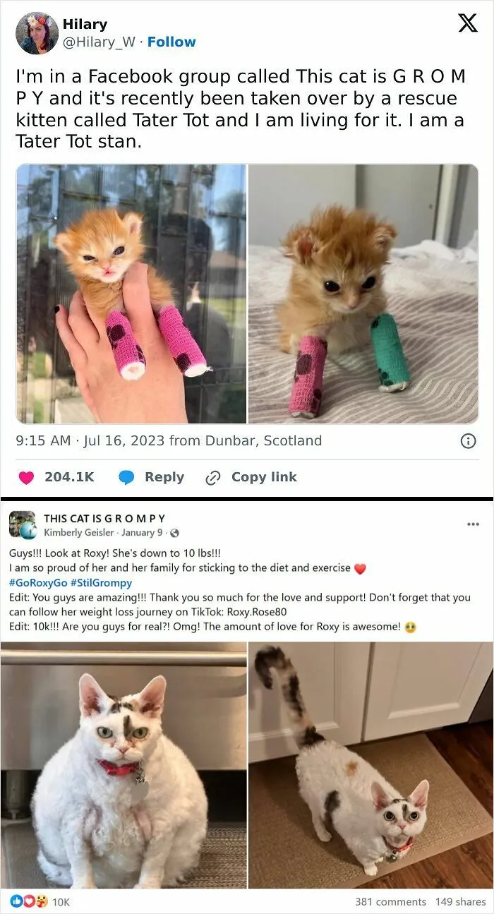This Cat Is G R O M P Y