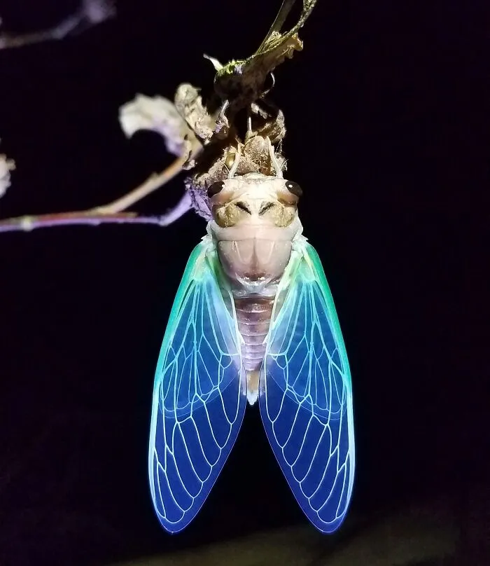 This Awesome Cicada I Found Tonight! (This Isn't Edited At All)