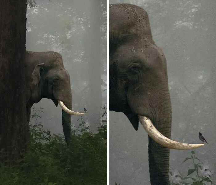 Photographer Shaaz Jung Captured A Rare And Enchanting Moment: An Elephant, Deep Within The Mist-Shrouded Forest, Stood In Quiet Communion With A Tiny Bird Perched On His Tusk