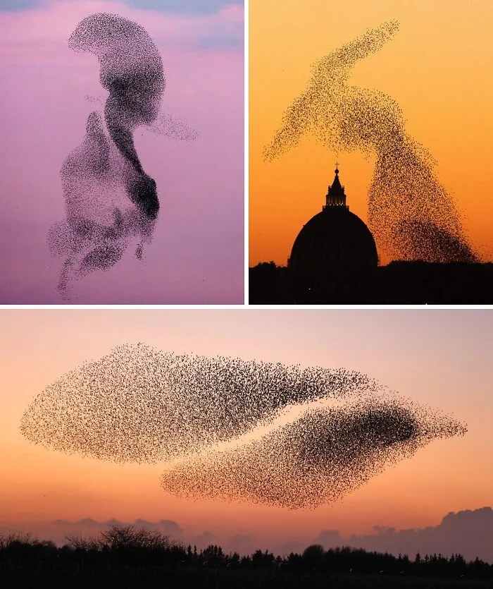 Murmurations, Photos By Søren Solkær
