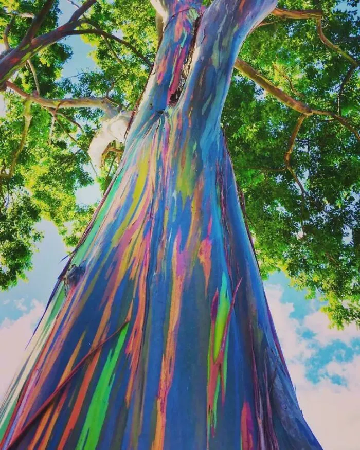 Rainbow Eucalyptus Trees, Oahu, Hawaii