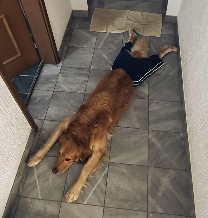 Ayer castraron a mi perro y odia el collar isabelino, así que tuve que buscar una solución mejor: pantalones. Esta es su pose favorita.