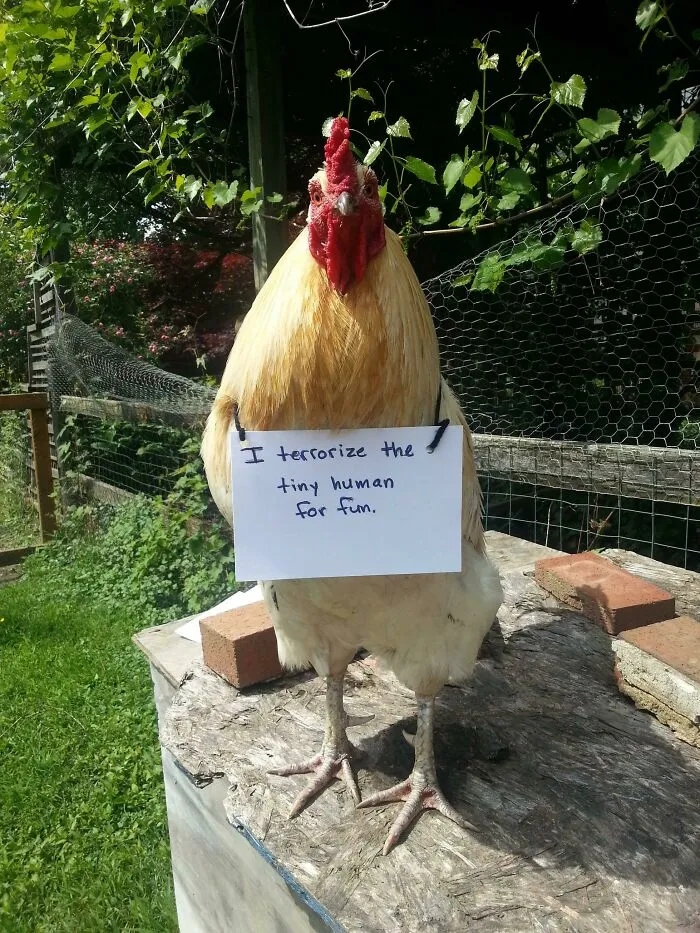 I Figured I'd Try My Hand At Chicken Shaming