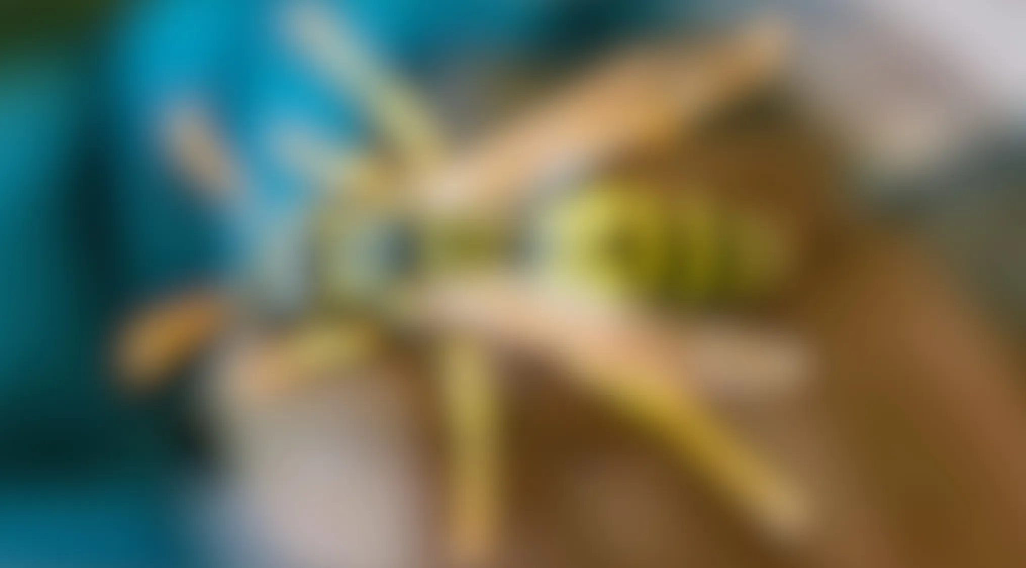 Blurry close-up of an insect with yellow and green colors against a mixed blue and brown background.